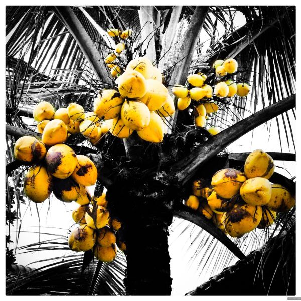 yellow nuts